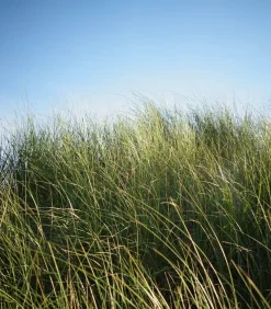 Parfum D'Ambiance #6 Promenade 50Ml