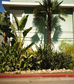 Bougie #8 The Red Garden 190G